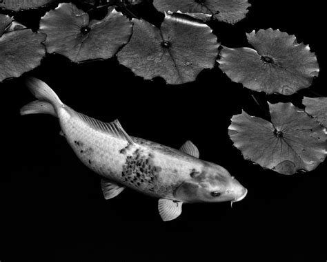 black and white koi fish|Black and White Koi For Sale .